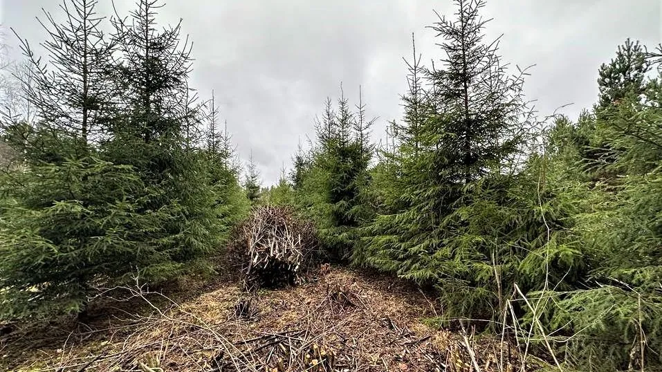 Комитет лесного хозяйства МО