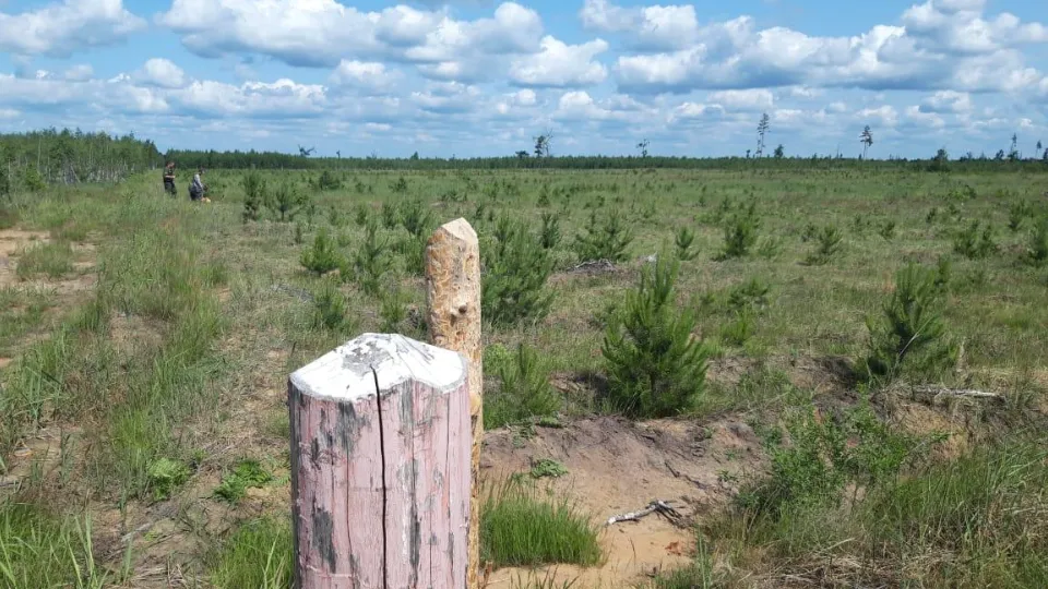 Фото: Комитет лесного хозяйства Московской области