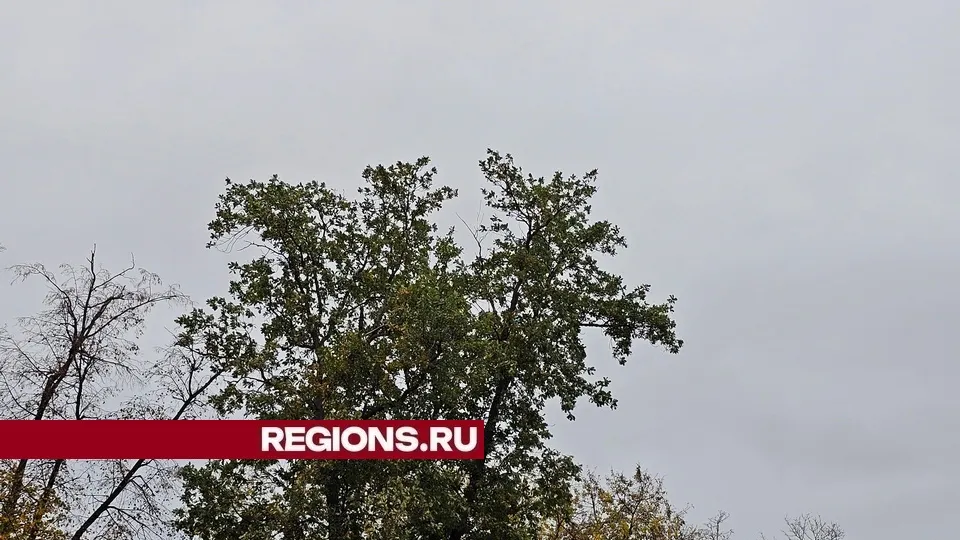 Фото: REGIONS/Александр Дрожжин