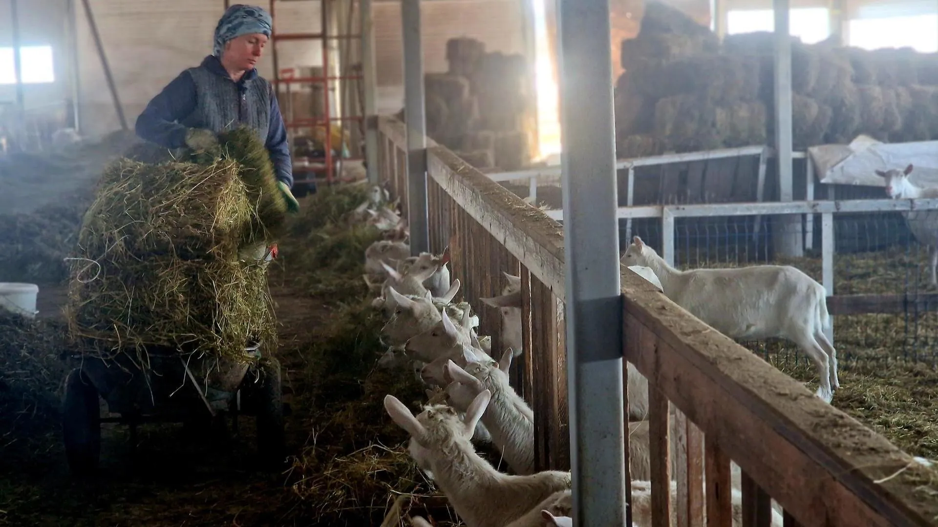 REGIONS/Ольга Шаронова