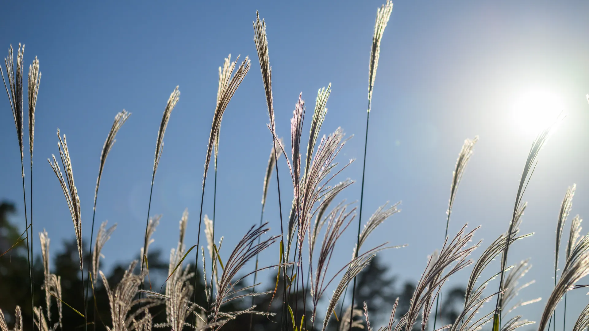 Осень в парке Малевича Одинцовского округа
