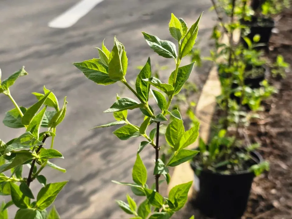 Фото: МБУК «Городской парк культуры и отдыха»