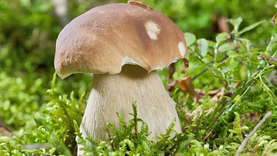 Фото: сommons.wikimedia/Ernie