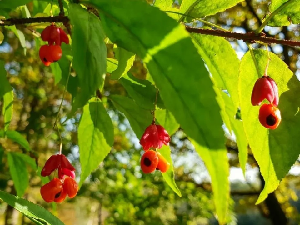 Бересклет бородавчатый.&nbsp;Фото: Мария Аргир.
