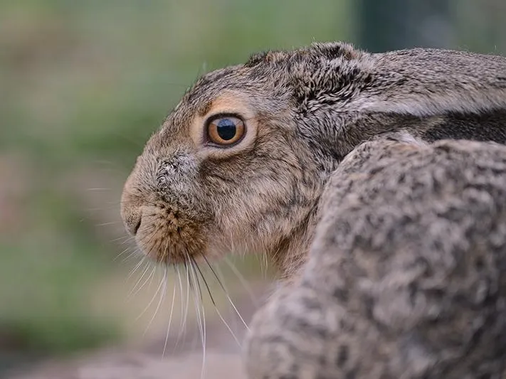 Заяц напал на спортсменку в Пущино 