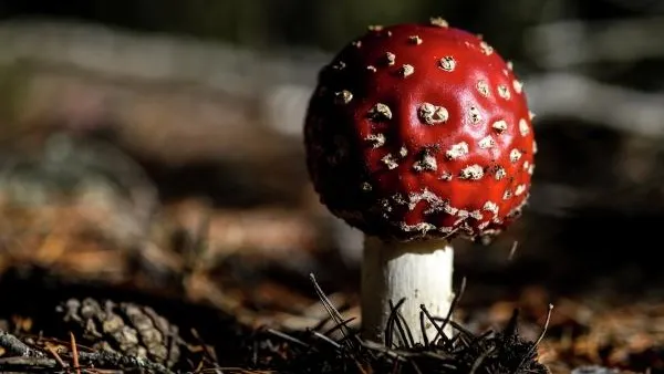 Что нужно знать, прежде чем идти в лес за грибами