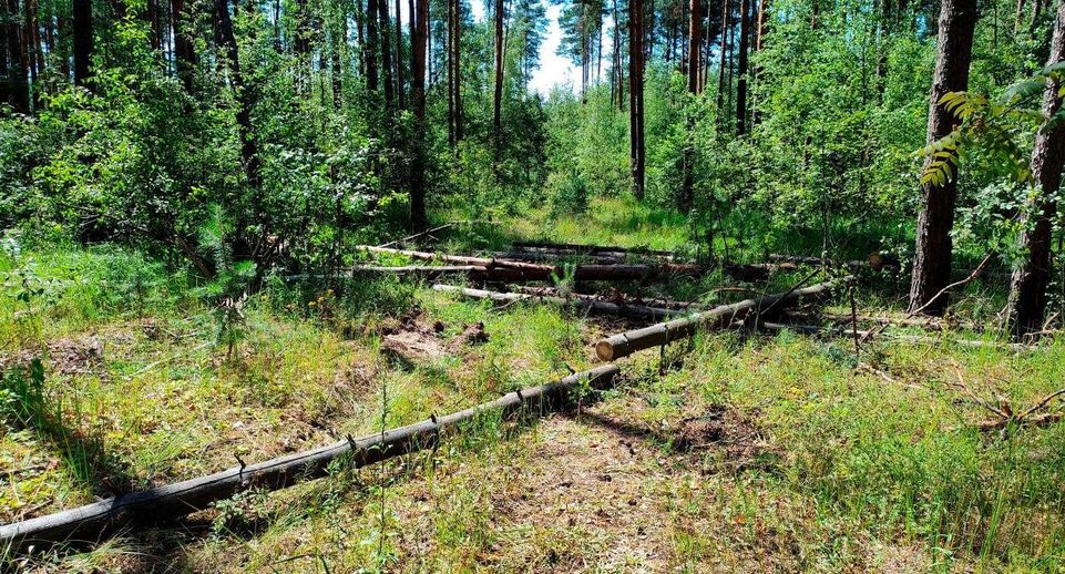 Выборочную санитарную рубку проведут в Кривандинском лесничестве в Шатуре