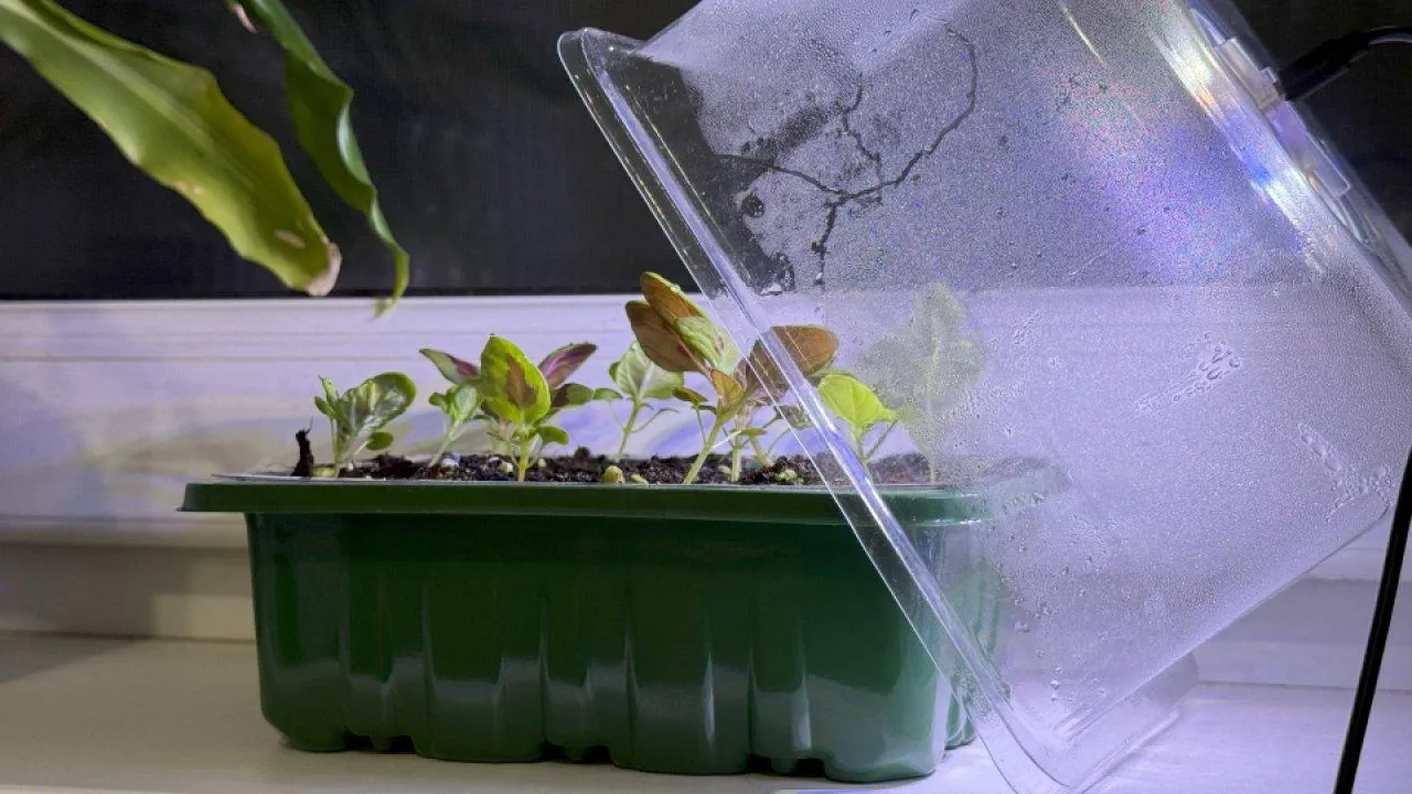 REGIONS/Илья Попов