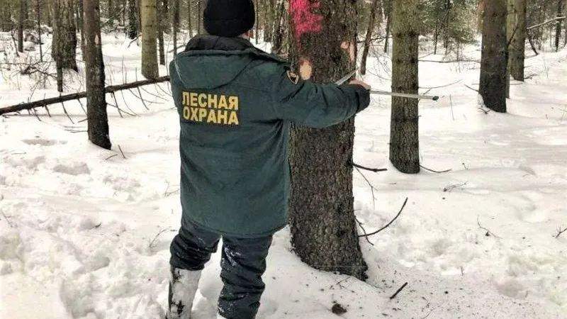 Пресс-служба Комитета лесного хозяйства Московской области