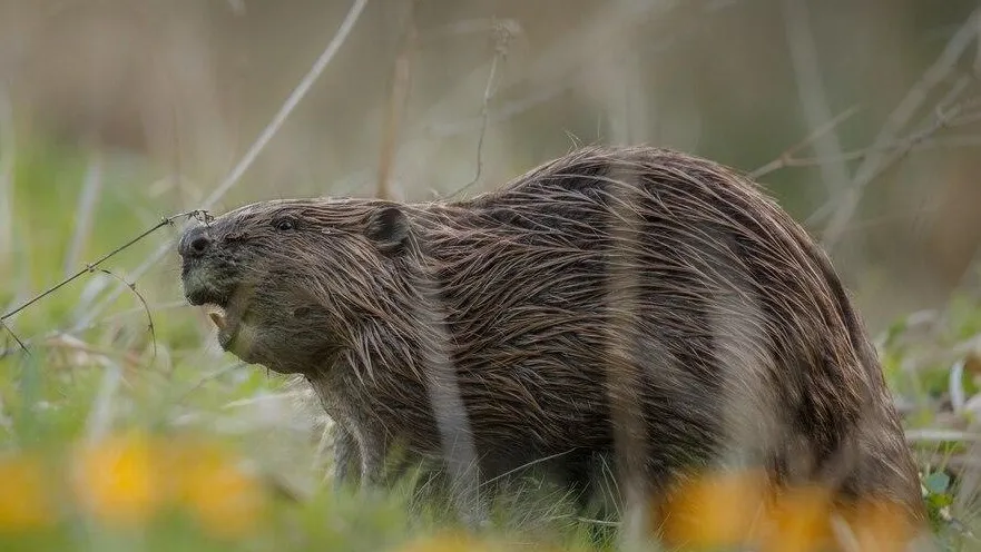 Фото: Министерство экологии и природопользования Московской области
