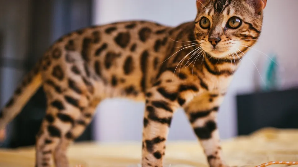 Фото: freepik.com