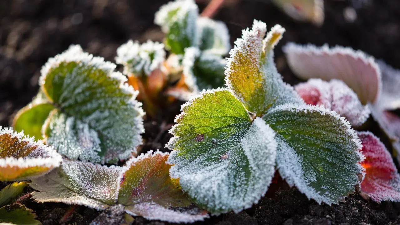 istockphoto.com/schankz