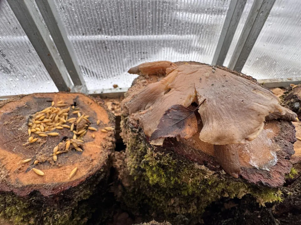 &nbsp;Подготовка субстрата для вешенок. Фото: REGIONS/Мария Шматкова&nbsp;