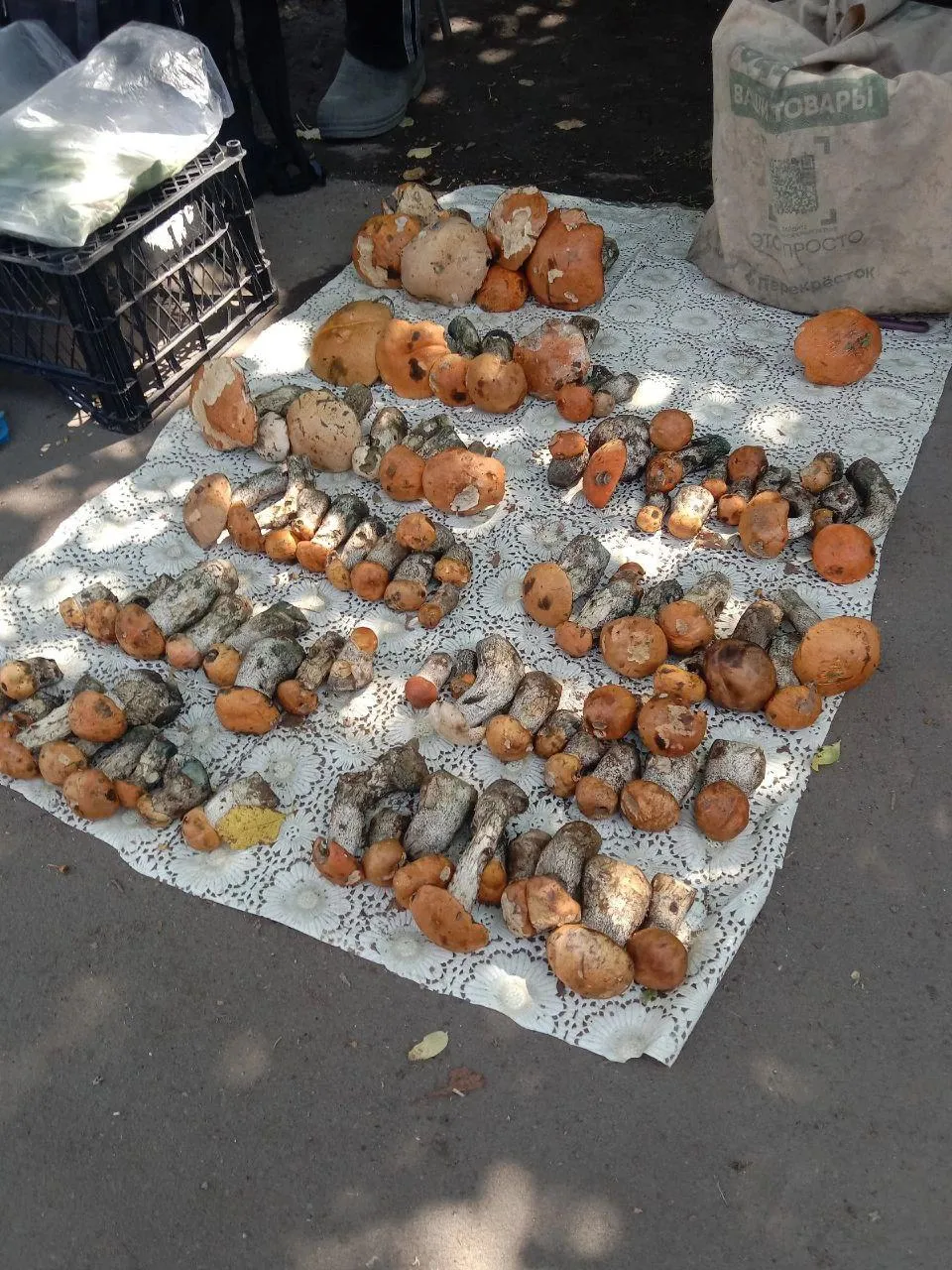 Ногинск, Вероника Сайдингова