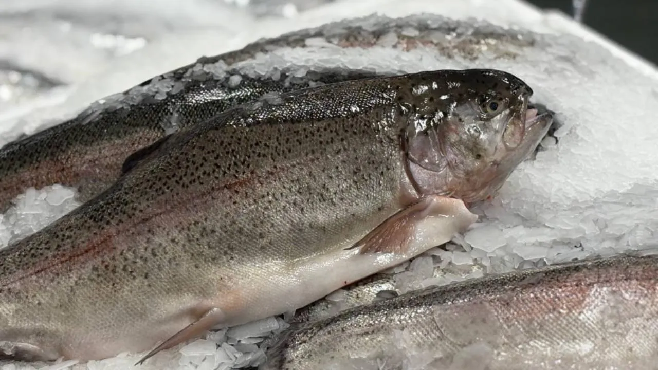 REGIONS/Полина Крачун