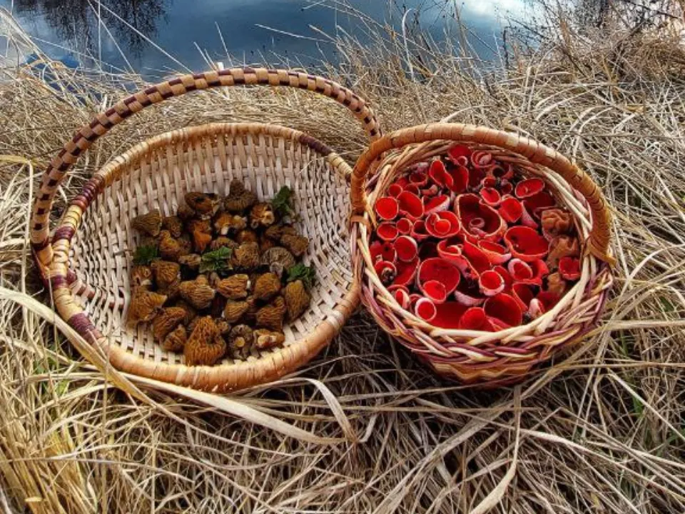 Все в лукошко: слева — сморчки, справа — «Бабушкины ушки». Фото: t.me/breath_of_the_forest1