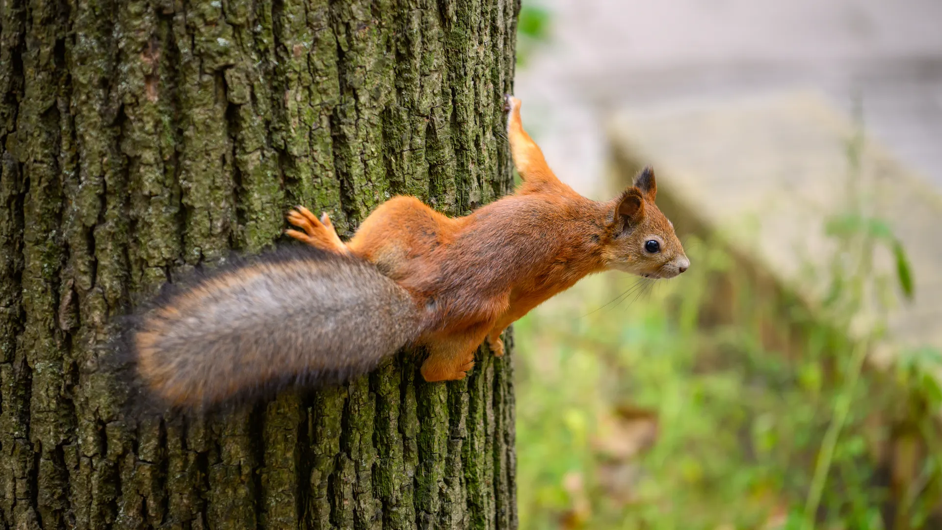 Раменский городской парк культуры и отдыха. Осень