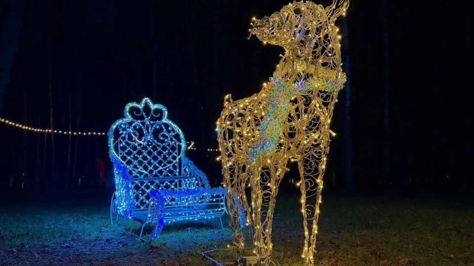 Фото: Фрязинский лесопарк