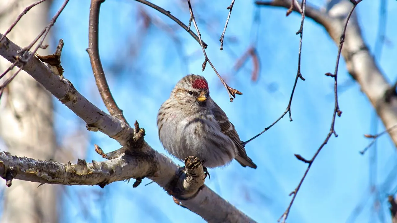 «Пламенные колючки» прилетели: орнитологи ликуют от появления редкой птицы в Подмосковье