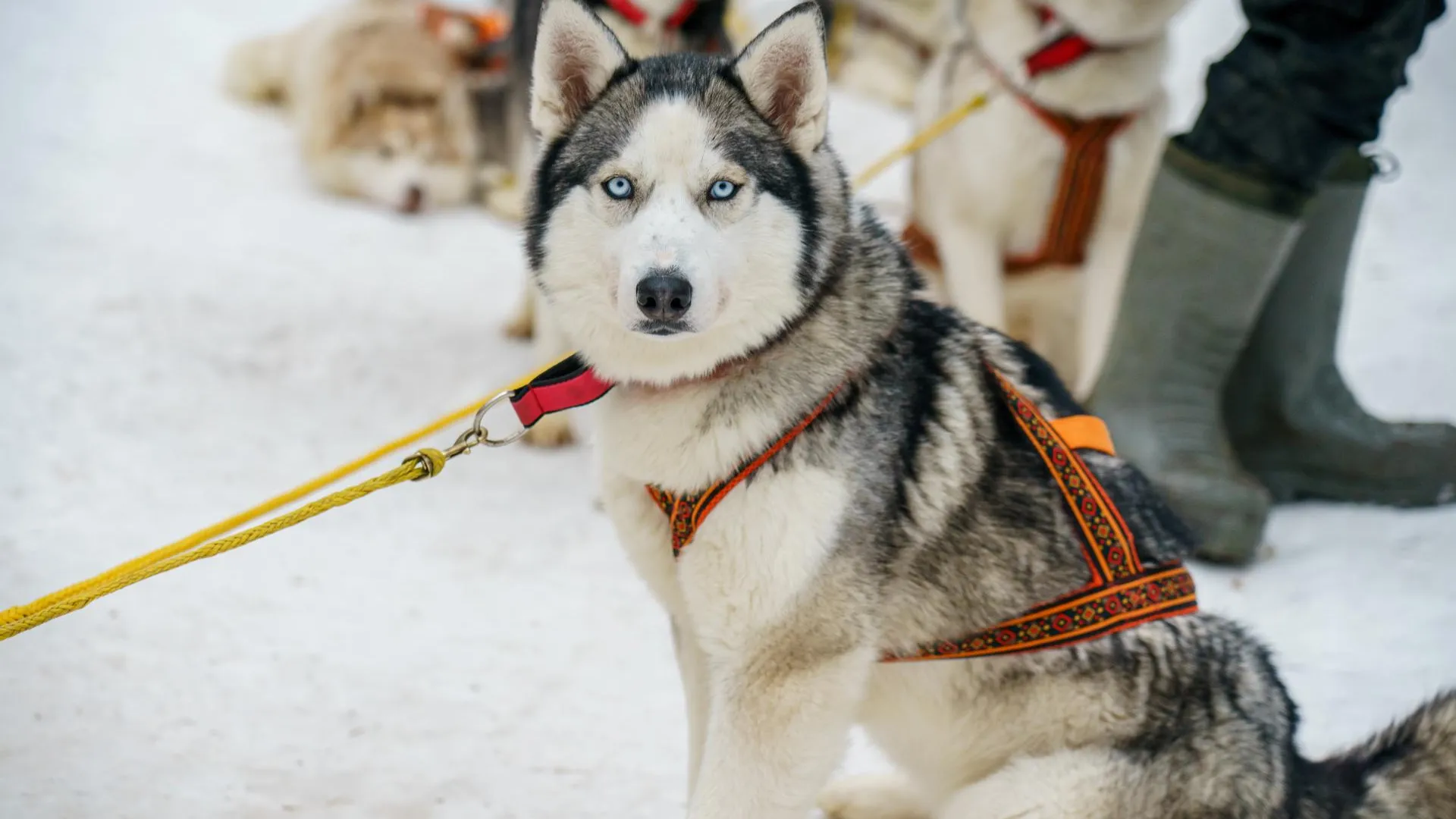 Фото: медиасток.рф