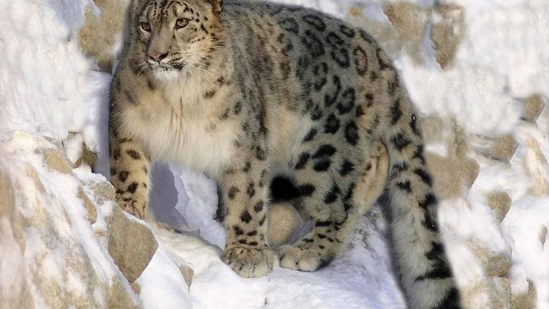 wikimedia.org