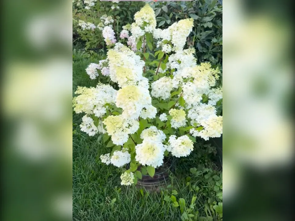 Сорт Диамантино. Фото: Любовь Аристархова