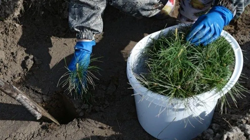 Акцию «Удивительный лес» проведут в подмосковном Красногорске