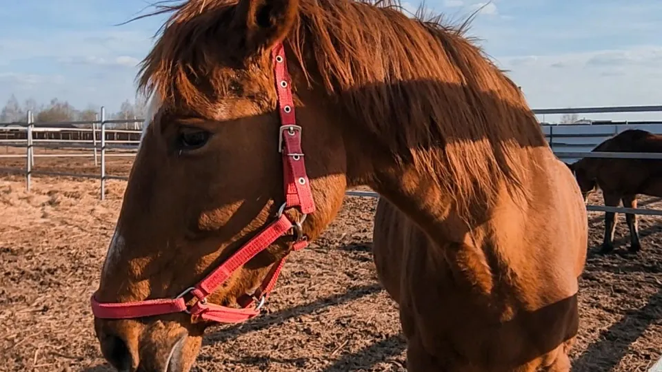Фото: Ольга Антонова