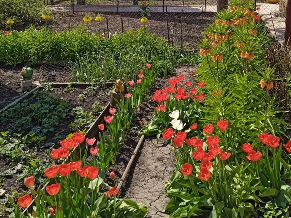 На дачном участке у Маркиных много цветов, но фавориты — рябчики и тюльпаны. Фото: Ирина Горбачева