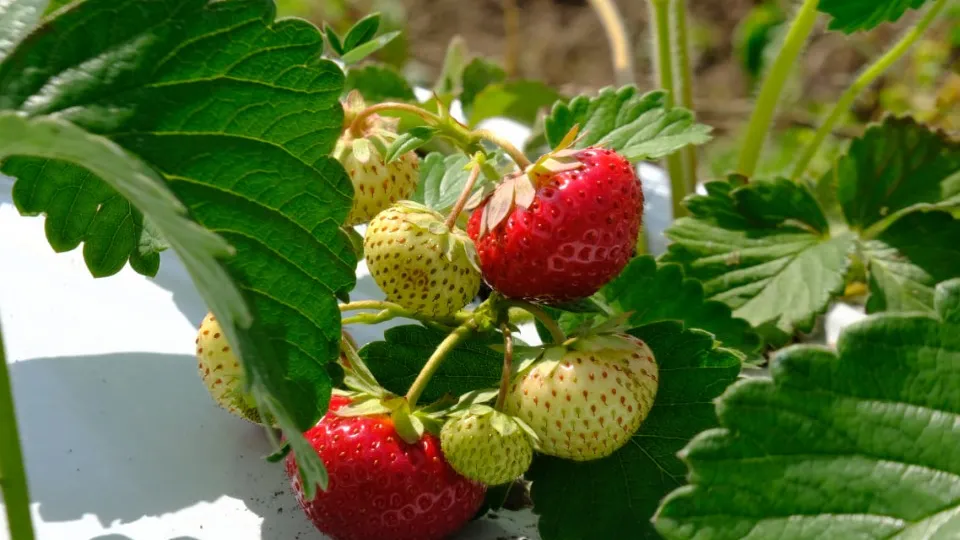 Фото: МедиаБанк Подмосковья/Мария Панина