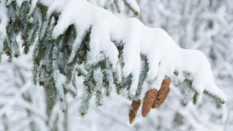 Фото: Комитет лесного хозяйства Московской области