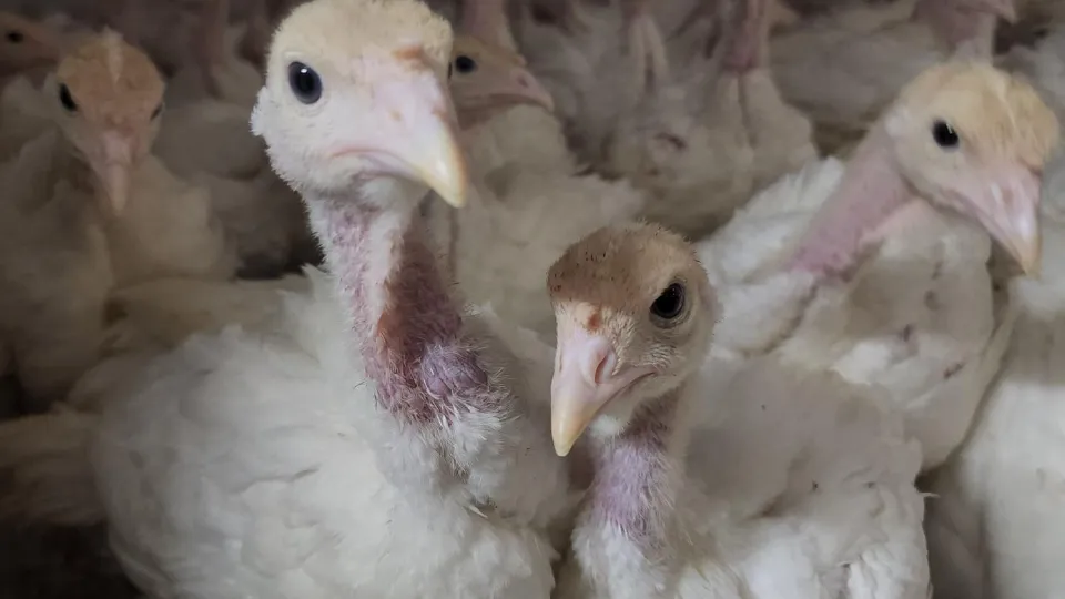 Фото: МедиаБанк Подмосковья/Юлия Андросова