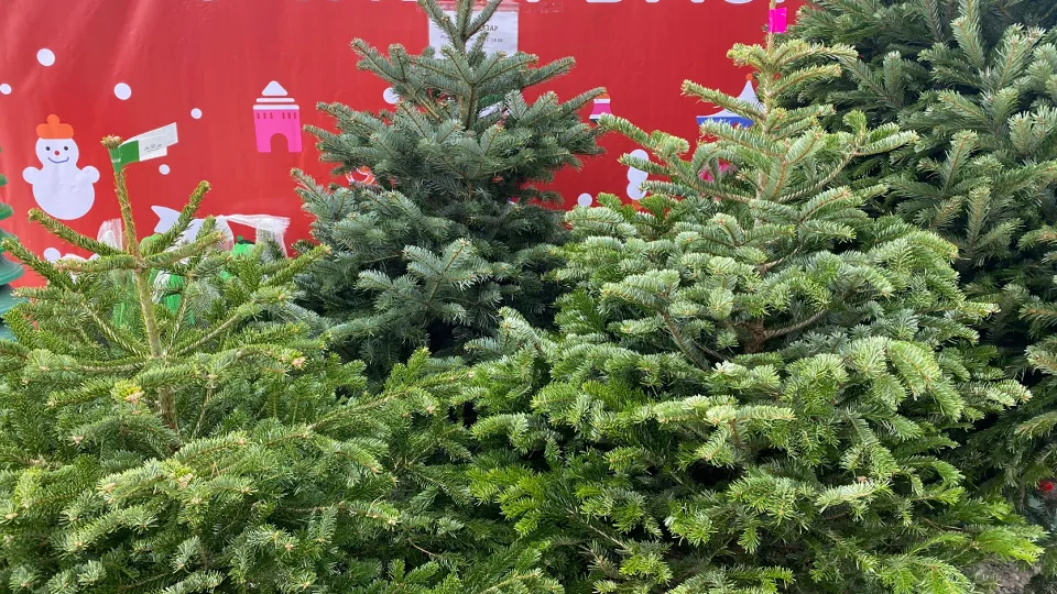 Фото: МедиаБанк Подмосковья/Дарья Шапочкина