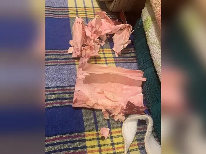 Собака съела паспорт хозяйки, чтобы та не отправилась в романтическое путешествие на Пхукет