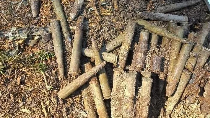 Фото: Комитет лесного хозяйства Московской области