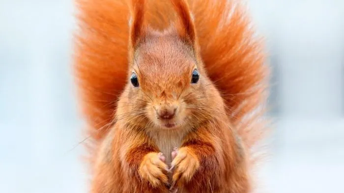 Белка. Фото: pxhere.com