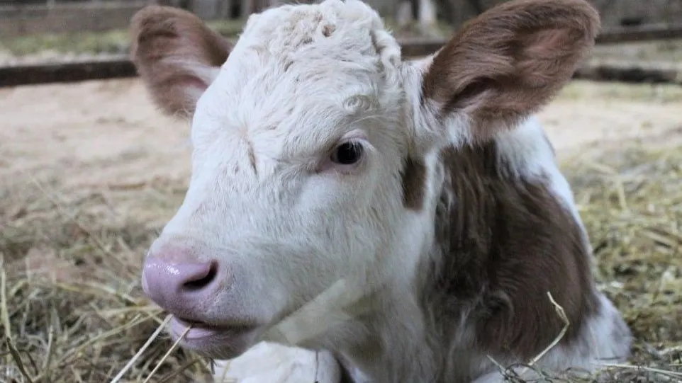 Фото: пресс-служба Минсельхозпрода МО