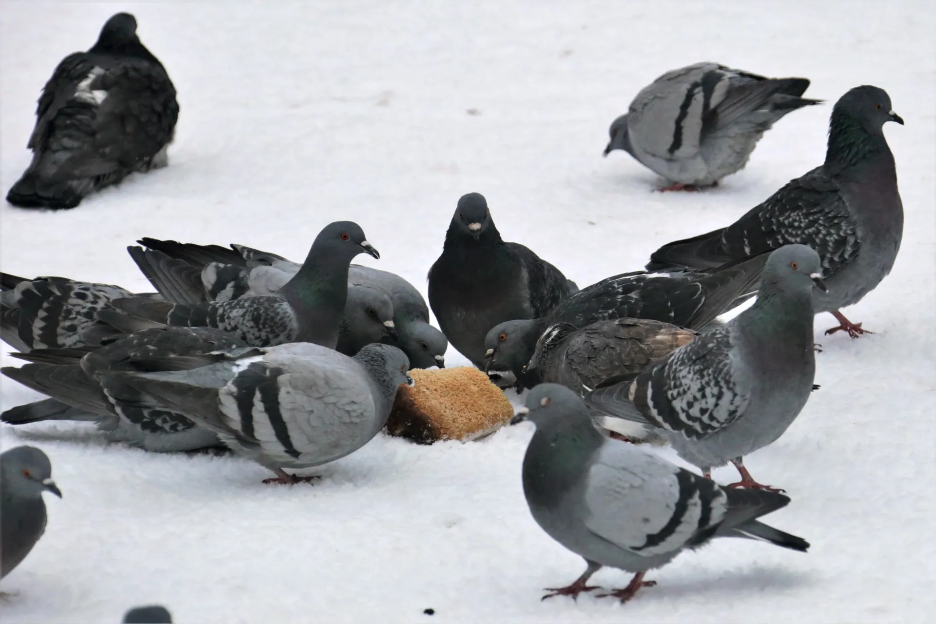 Голуби клюют хлеб в Кашире