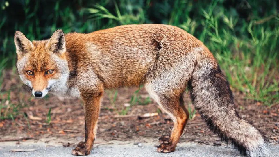 Фото: istockphoto.com/borchee