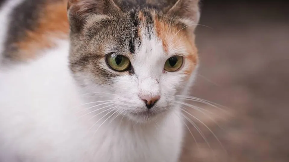 Фото: REGIONS/Анастасия Кульшенко