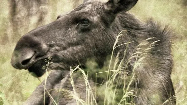 В Башкирии в природных заказниках устанавливают камеры видеонаблюдения