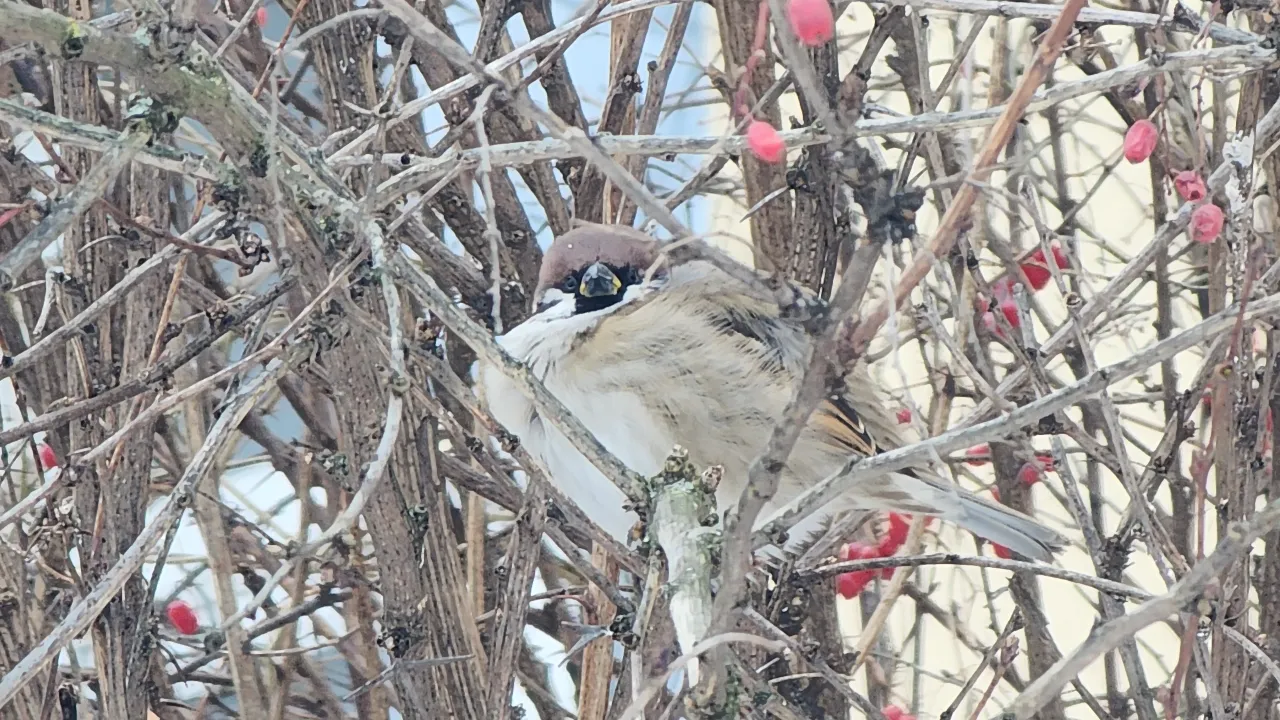 МедиаБанк Подмосковья/Марина Анисимова