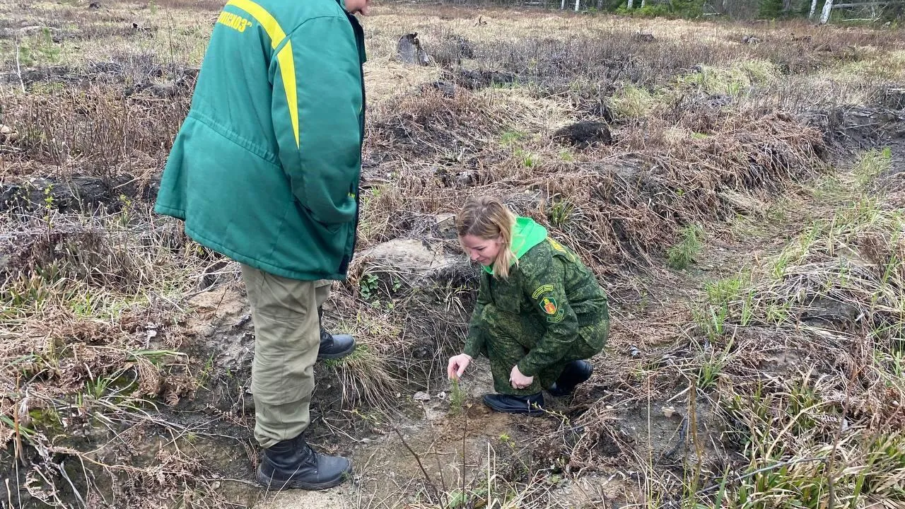 Фото: Комитет лесного хозяйства Московской области