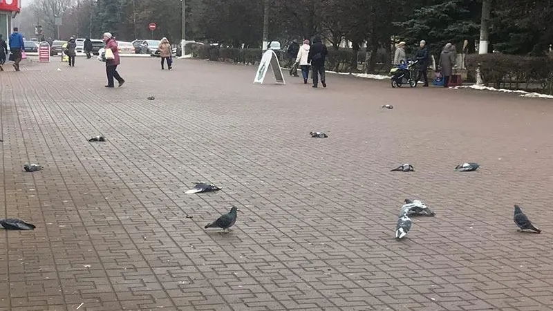 Птицы массово гибнут в Ступино