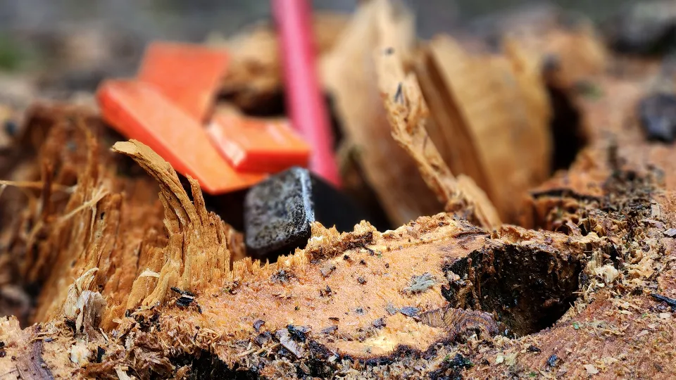 Фото: МедиаБанк Подмосковья/Екатерина Данилина