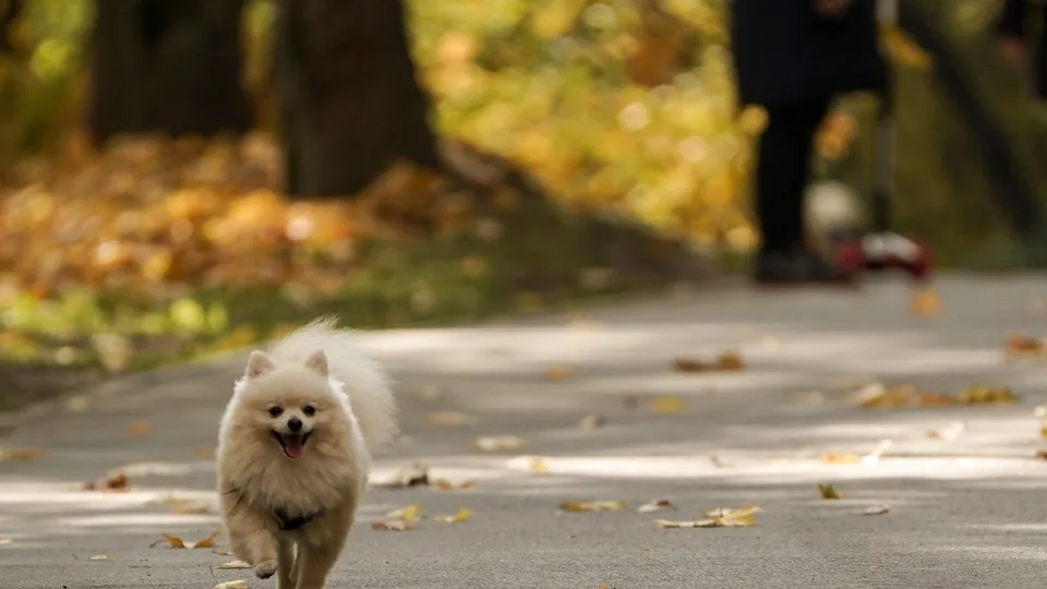 Фото: медиасток.рф