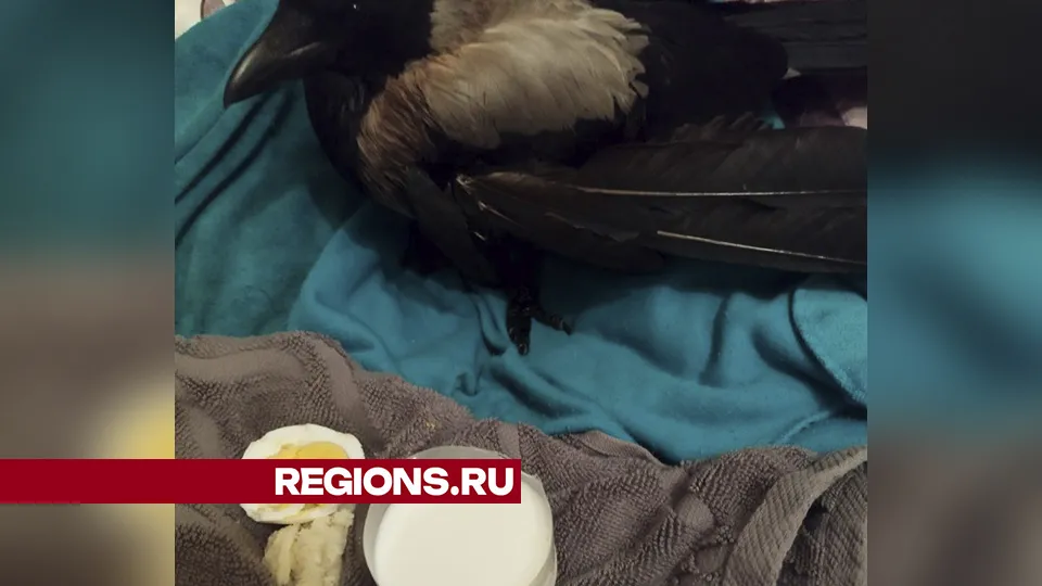 Фото предоставлено местным жителем