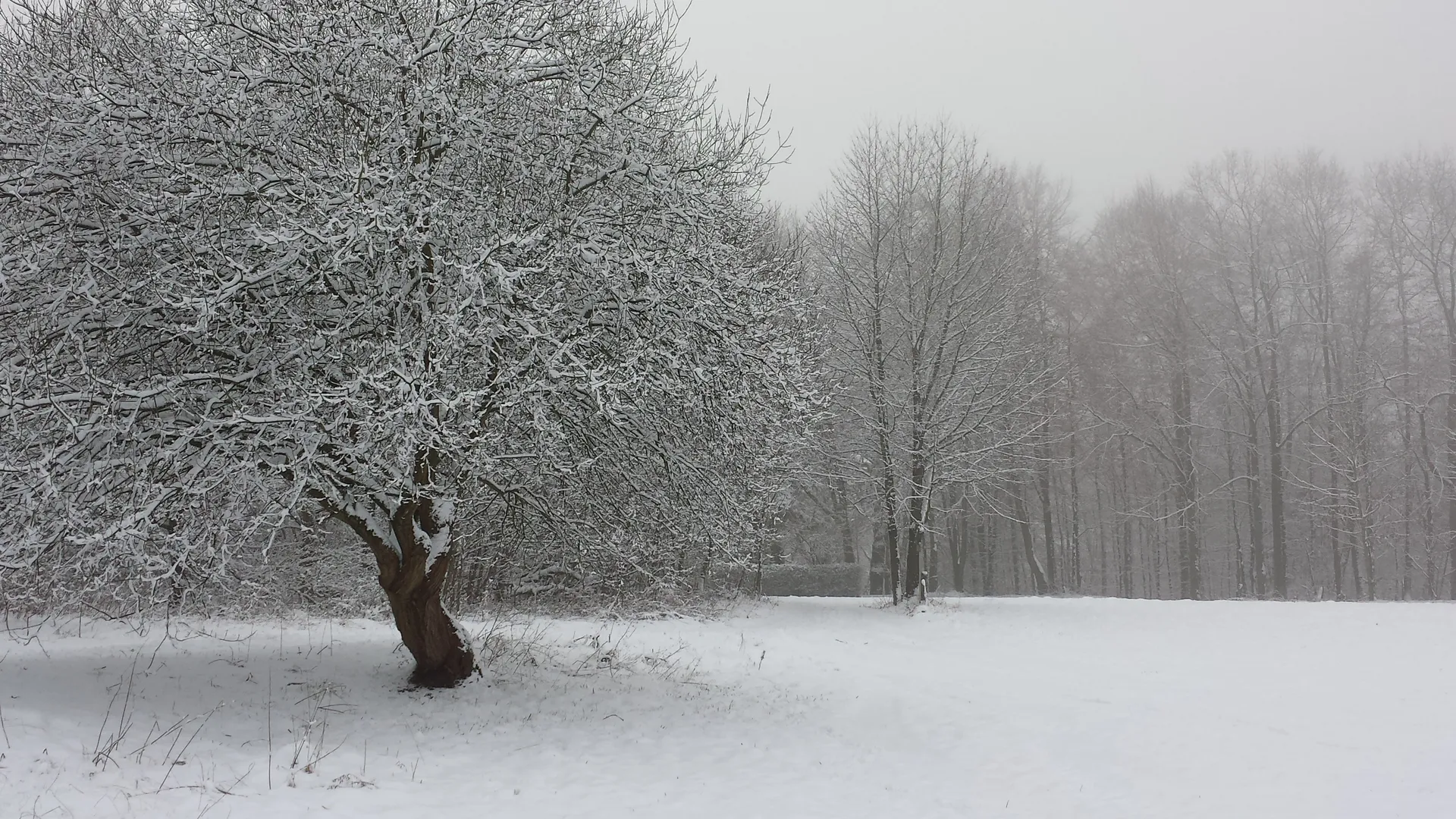 Фото: pxhere.com