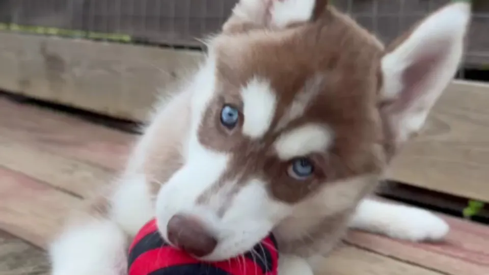 Фото: t.me/ruzskayaalyska