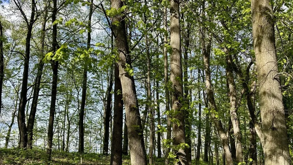 Фото: t.me/mbykrgoodpark